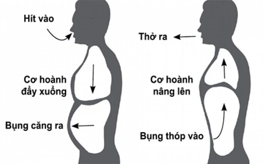 Sơ đồ cắt dọc thân người: khi hít vào cơ hoành đẩy xuống làm bụng căng ra, khi thở ra cơ hoành nâng lên làm bụng thóp vào
